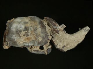 104 Mm Male Fossil Crab,  1 Claw,  “macrompthalus Latrielli” From Queensland