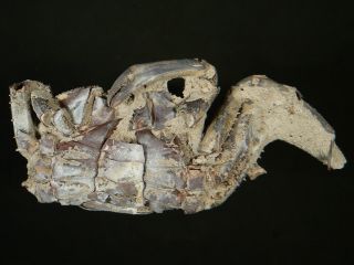104 mm MALE FOSSIL CRAB,  1 CLAW,  “macrompthalus latrielli” FROM QUEENSLAND 2
