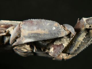 104 mm MALE FOSSIL CRAB,  1 CLAW,  “macrompthalus latrielli” FROM QUEENSLAND 3