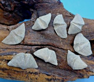 Stunning Rare Set - 8 Fossil Canadian Brachiopods Pre - Megalodon Shark Tooth Era