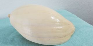 Large Seashell Melo Umbilicus Heavy Baler Sea Shell 8 X 5 Ivory