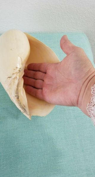 Large Seashell Melo Umbilicus Heavy Baler Sea Shell 8 x 5 Ivory 2