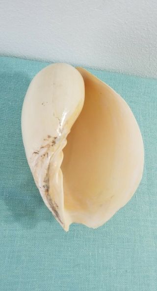 Large Seashell Melo Umbilicus Heavy Baler Sea Shell 8 x 5 Ivory 3