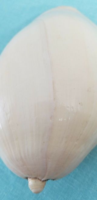 Large Seashell Melo Umbilicus Heavy Baler Sea Shell 8 x 5 Ivory 5