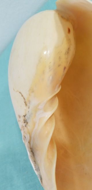 Large Seashell Melo Umbilicus Heavy Baler Sea Shell 8 x 5 Ivory 8