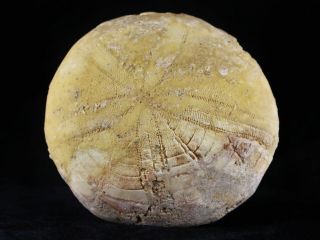 Xl 76mm Sea Urchin Star Fish Fossil Sand Dollar Sea Biscuit Jurassic Age Morocco
