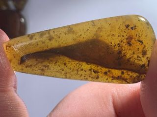 3.  38g Big Unique Tick&plant Burmite Myanmar Amber Insect Fossil Dinosaur Age