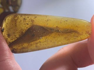 3.  38g big unique tick&plant Burmite Myanmar Amber insect fossil dinosaur age 2