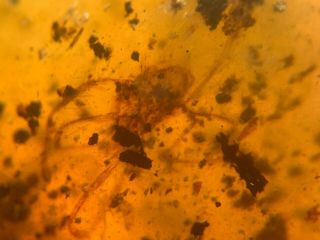 3.  38g big unique tick&plant Burmite Myanmar Amber insect fossil dinosaur age 5