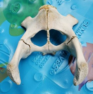 Pelvis? Hip? Bone Fossil Skeleton Mammal Florida Daytona Beach Area As Found