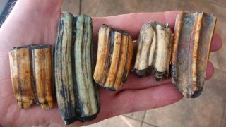 5 Colorful Ice Age Horse Equus Bison Teeth Deep South Ga Fl Fossil 90