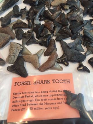SHARK TEETH - 100 Fossil Shark Teeth 2