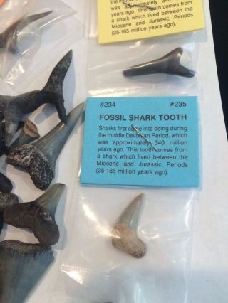 SHARK TEETH - 100 Fossil Shark Teeth 3