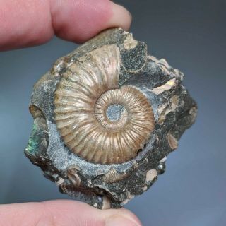 3,  5 Cm (1,  4 In) Ammonite Acanthoplites Shell Cretaceous Russia Russian Ammonit