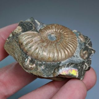 3,  5 cm (1,  4 in) Ammonite Acanthoplites shell cretaceous Russia russian ammonit 2