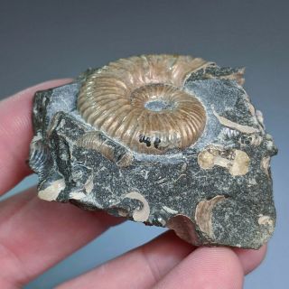 3,  5 cm (1,  4 in) Ammonite Acanthoplites shell cretaceous Russia russian ammonit 3