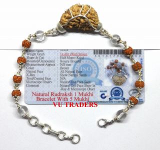 1 Mukhi Rudraksha Bracelet / Shiva Netra Bracelet - Lab Certified