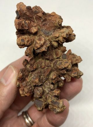 Authentic Prehistoric Dinosaur Poop/coprolite Feces Trace Fossil Madagascar 85g