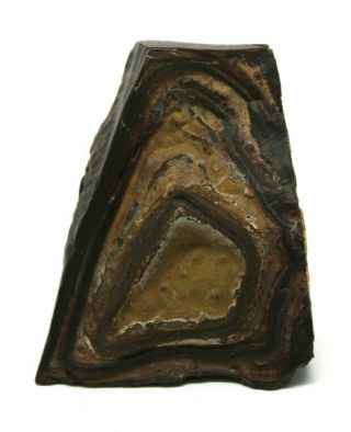 Precambrian Stromatolite Fossil 2.  3 " X 1.  8 " Freestanding Specimen Morocco