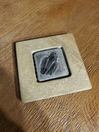 Asaphiscus Wheeleri Trilobite Fossil In Rock With Stone Frame