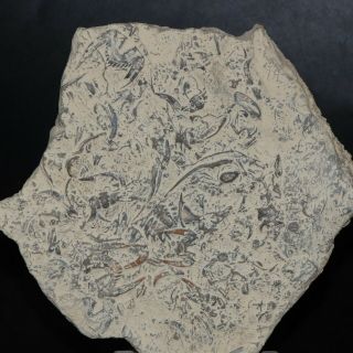 636g Natural Trilobite Fossil Book Specimen S7588