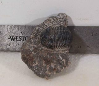 Morocco Trilobite Fossil Specimen on matrix F 2