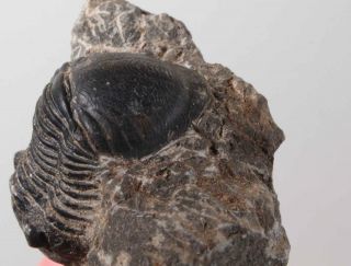 Morocco Trilobite Fossil Specimen on matrix F 4