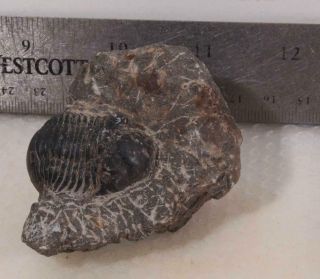 Morocco Trilobite Fossil Specimen on matrix F 5