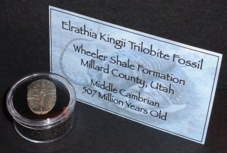 507 Million Year Old Trilobite (elrathia Kingii) Fossil In Acrylic Display Case