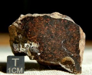 Nwa Unclassified Meteorite 46.  5 Grams Windowed With No Visible Metal