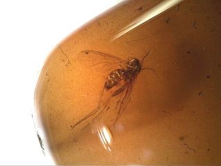 Burmese Fossil Cretaceous Amber/burmite Diptera Fly Insect Inclusions Th56 0.  78g