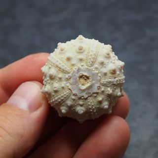 Echinoid 37x23mm Goniopygus Durandi Fossil Natural Sea Urchin Fossilien