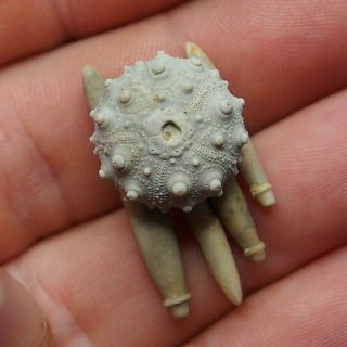 Echinoid 18x10mm Asterocidaris Bistriata Spines Fossil Natural Sea Urchin