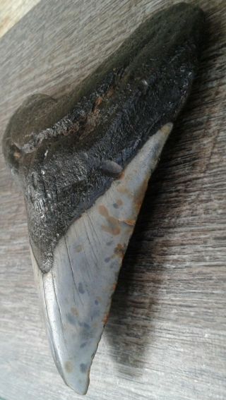 Megalodon Shark Tooth 3.  92 " X 3.  21 " Fossil Discovery Learning Mako Giant Fish