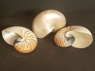 3 Nautilus Shells,  One Pearl,  7 Inch