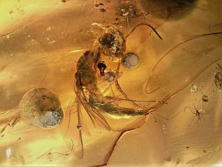 Cretaceous Burmite Amber Fossil Parasitic Wasp Insect Inclusion Gi32 1.  3g