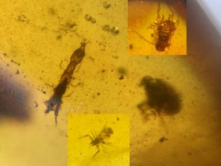 Neuroptera Larvae&2 Roach&pseudoscorpion Burmite Myanmar Amber Insect Fossil