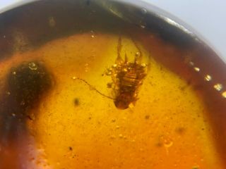 Neuroptera larvae&2 roach&Pseudoscorpion Burmite Myanmar Amber insect fossil 2