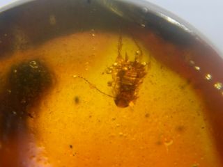 Neuroptera larvae&2 roach&Pseudoscorpion Burmite Myanmar Amber insect fossil 5