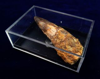 Spinosaurus Tooth - 2 To 2.  5 Inches In Acrylic Case - A Beverly Oaks Exclusive