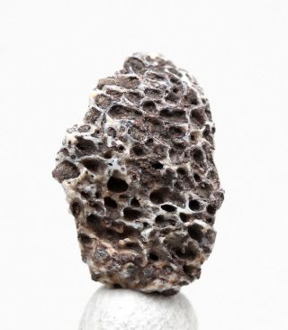 Fossilized Dinosaur Bone Fossil Fragment Crystal Agate Mineral Specimen Utah