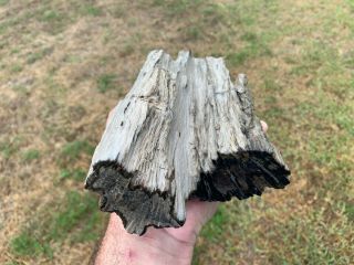 Agate Petrified Texas Oak Limb Wood Fossil Tree Treasure Gem Gulf Cost