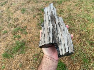 Agate Petrified Texas Oak Limb Wood Fossil Tree Treasure Gem Gulf Cost 2