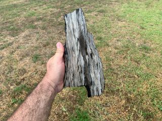 Agate Petrified Texas Oak Limb Wood Fossil Tree Treasure Gem Gulf Cost 3