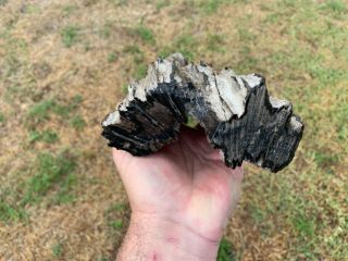 Agate Petrified Texas Oak Limb Wood Fossil Tree Treasure Gem Gulf Cost 4