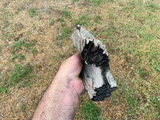 Agate Petrified Texas Oak Limb Wood Fossil Tree Treasure Gem Gulf Cost 5