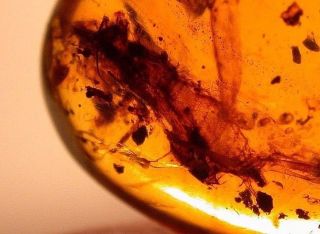 Large Hairy Fly Menagerie In Burmite Amber Fossil Gemstone From Dinosaur Age