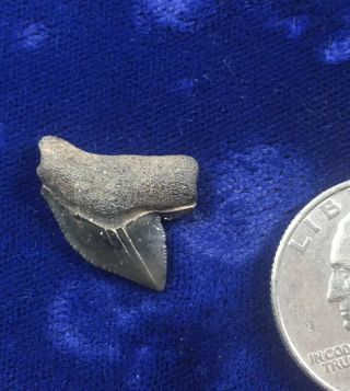 Ucommon Squalicorax Yangaensis Fossil Cretaceous Crow Shark Tooth Mississippi