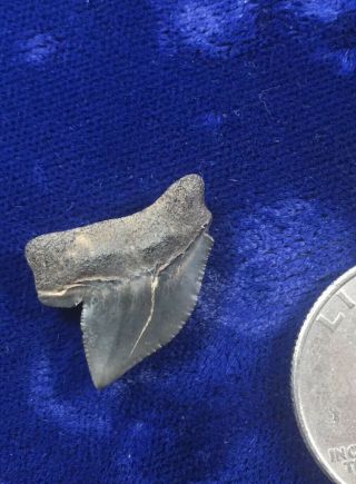 Ucommon Squalicorax Yangaensis Fossil Cretaceous Crow Shark Tooth Mississippi 2
