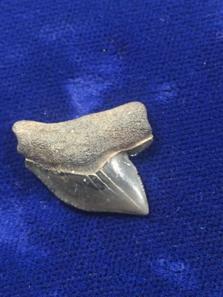 Ucommon Squalicorax Yangaensis Fossil Cretaceous Crow Shark Tooth Mississippi 3